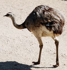 Ostrich